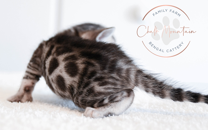 Bengal kitten for sale